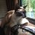 Carmen Caprio Herschell's profile image