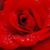 Mariana Martinez's profile image