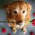 Elisabeth Andelin's profile image