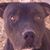 Robert Sedillo's profile image