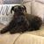 Debbie-David Goodin's profile image