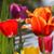 Cynthia Mulcare's profile image
