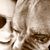 Amy Schwenck Lewis's profile image