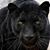 Jaguar R Jaguar's profile image