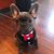 Dolly RC's profile image