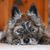 Christine Lee's profile image