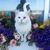 Jodi Wilke's profile image