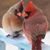 Melanie Carroll McDowell's profile image