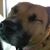 Darlene Royal Allison's profile image
