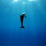dolphinmoon3's profile image