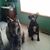 Alida Cogswell's profile image