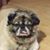 Tara Hughes Sisum's profile image