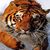 Randy R Morris's profile image