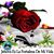 Ilcy Nora's profile image