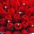 Morena Marroquin's profile image