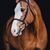 Carol Rennecker's profile image