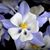 Adriana Ciacio's profile image