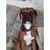 Strummer J. Strummerton's profile image