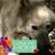 Kori Rothweiler's profile image