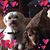 Patti Lopez Cohen's profile image