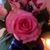 Lori Raymond's profile image