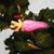 Diana J. Holmes's profile image