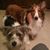 Lauren Ullrich Frerichs's profile image