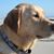 Becky Latshaw's profile image
