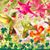 Kay Sheaffer's profile image