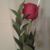 Antonia Garcia's profile image