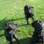 Dawn Nadley Engel's profile image