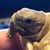Tonya Pearce's profile image