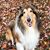 Loree Mcfarland's profile image