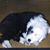 Karia Shado's profile image