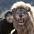 Kevin Macpherson's profile image