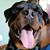 Deno Vichas's profile image