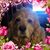 Cindy Burkholder Ladany's profile image