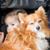 Iz Deringer's profile image