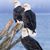 Belinda Elmore's profile image