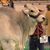 Brillante Ganaderia's profile image