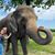 Rhonda Nightengale Walden's profile image