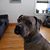 Scot Nicole Daul's profile image