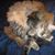 Connie Hute's profile image