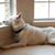 Lizabeth Tabor's profile image
