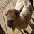 Kerbi Jacobson's profile image