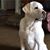 Laurie Ferrand Mitchell's profile image