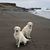 Cheryl Farole Roman's profile image