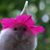 Susan Miletta's profile image