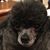 Dawn Capriotti's profile image