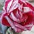Bobbie Balkany's profile image